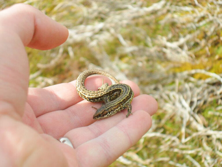 common-lizard-protection