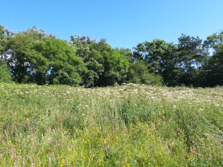 meadow-habitat