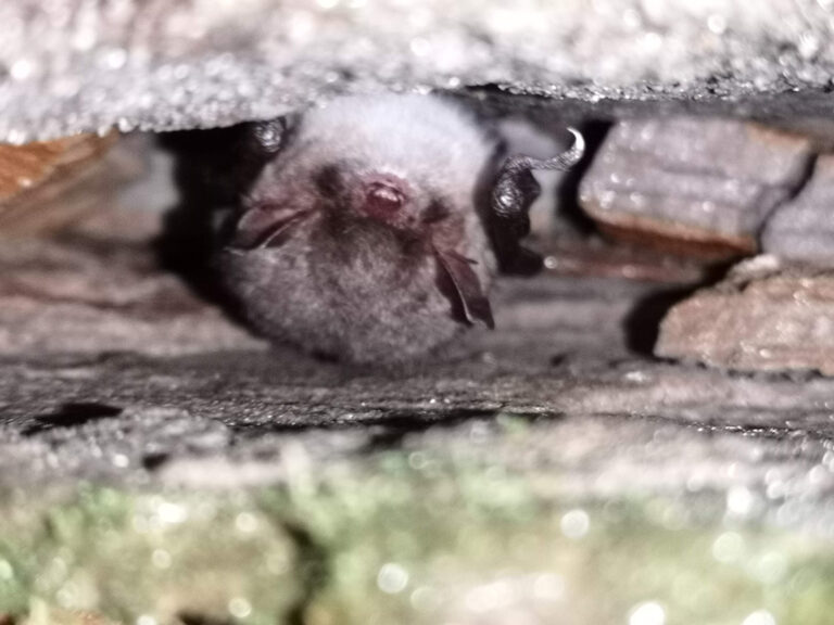 natterers-bat-survey