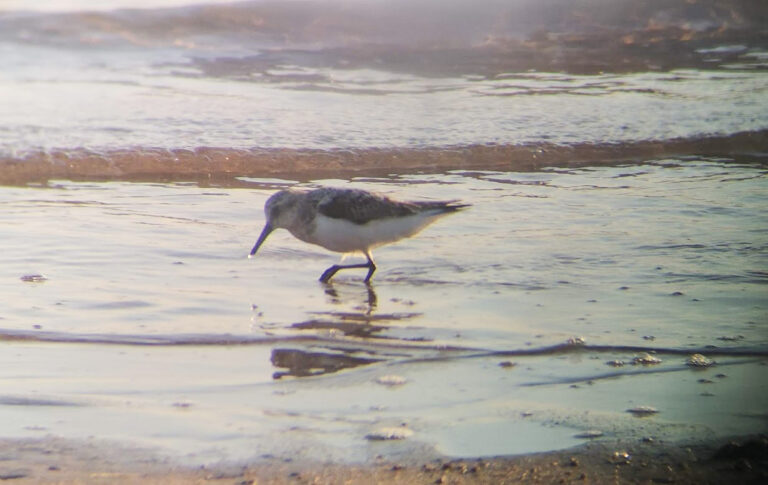 bird-sanderling-shore