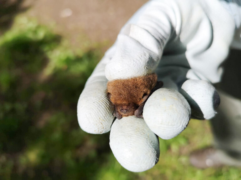 soprano-pipistrelle-bat-survey