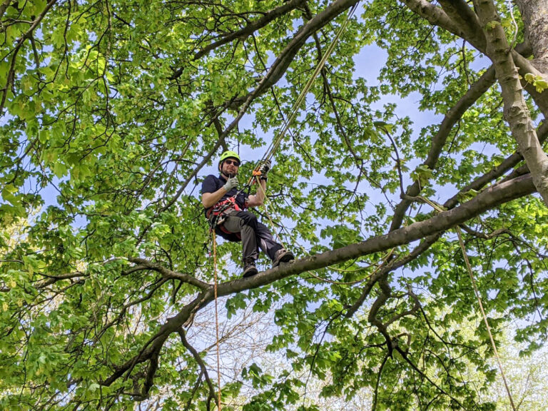 lakeland-ecology-tree-climbing