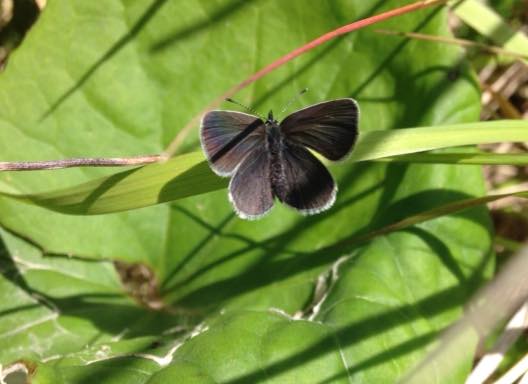 butterfly-leaf-protected-species